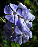 Ceratostigma willmottiana Forest Blue