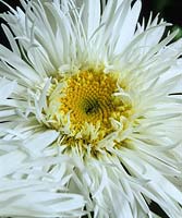 Shasta daisy Leucanthemum x superbum Aglaia