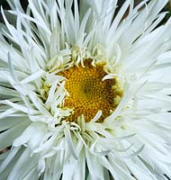 Shasta daisy Leucanthemum x superbum Aglaia
