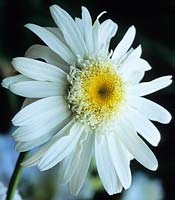 Shasta daisy Leucanthemum x superbum Wirral Supreme