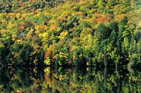 Autumn fall colour near Jackson Maine Maples and conifers along banks of River Kennebec