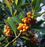 holly Ilex aquifolium Amber