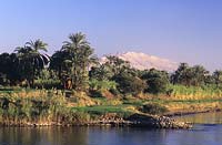 Date Palms along shore of river Nile near Luxor Egypt