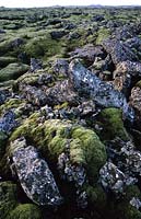 Iceland Lava fields with lichen near Blue Lagoon spa