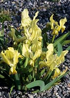 Iris pumila subsp attica
