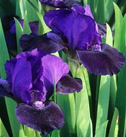 Iris Hottentot