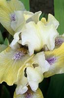 Iris Pale Shades