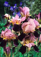 Iris Rose Violet