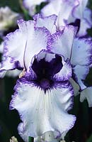 Iris Orinoco Flow