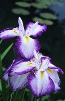 Iris ensata Hatsukurenai