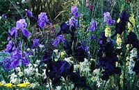 Chelsea FS 1999 design Cherida Seago Iris Deep Black Iris Blue Rhythm Aquilegia White Star