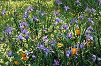 Strybing Arboretum San Francisco prairie meadow planting of Iris douglasiana Limnanthes douglasii Eschscholzia californica