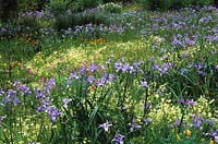 Strybing Arboretum San Francisco prairie meadow planting of Iris douglasiana Limnanthes douglasii Eschscholzia californica