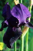 Iris Deep Black