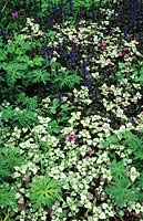 archangel Lamium maculatum Beacon Silver with Ajuga reptans Caitlin s Giabt and Geranium