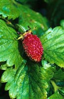 alpine Strawberry Mignonette