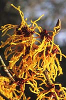 witch hazel Hamamelis x intermedia Vesna