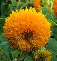 sunflower Helianthus Sungold