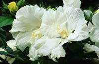 Hibiscus syriacus Diana