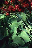 Hosta sieboldiana growing under red azaleas