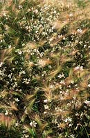 barley Squirrel tail grass Hordeum jubatum with Gaura lindheimeri