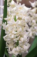 Hyacinth Hyacinthus orientalis L Innocence