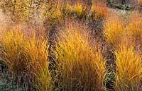 RHS Wisley Surrey design Piet Oudolf prairie planting with grasses and perennials after colour Panicum virgatum Rehbraun Astran