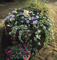 Fairfield Surrey wooden half barrel container Helleborus niger Galanthus nivalis Carex Snowline Iris reticulata Cyclamen coum