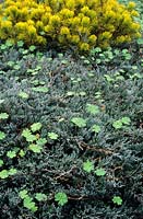 Juniperus horizontalis Coast of Maine golden pine Geranium leaves