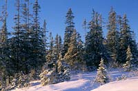 Trondheim Norway Norway Spruce Picea abies in winter snow