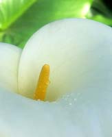 Arum Lily Zantedeschia aethiopica