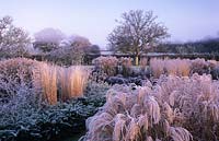 ornamental grasses and perennials in frosty winter garden