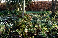 East Lambrook Manor Somerset the Wild garden with snowdrop Galanthus nivalis and Hellebores