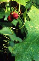 white Bryony seeds fruit Bryonia dioica with climbing tendrils
