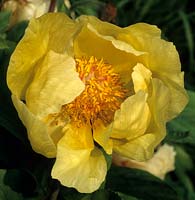 peony Paeonia mlokosewitschii Molly The Witch