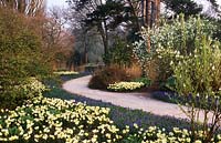 RHS Wisley Surrey path flanked by drifts of Spring bulbs Narcissus Toto and Muscari armeniacum