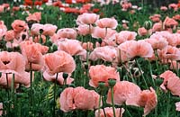 oriental poppy Papaver orientale Turkish Delight