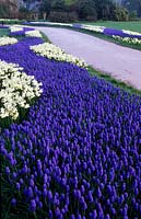 RHS Wisley Surrey Spring bulbs lining path grape hyacinth Muscari armeniacum Narcissus Toto
