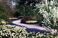 RHS Wisley Surrey Spring bulbs lining path grape hyacinth Muscari armeniacum Narcissus Toto