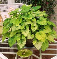 pick a back plant Thousand mothers Tolmiea menziesii Taff s Gold in container on conservatory table