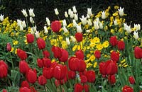 tulip Tulipa 'Red Matador' and 'White Triumphator'