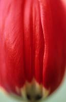 tulip Tulipa Prominence