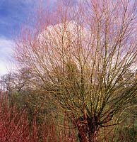 willow Salix alba Chermesina