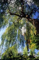 Savill Gardens Surrey weeping willow Salix alba Tristis