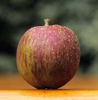 Apple Cornish Aromatic red and green