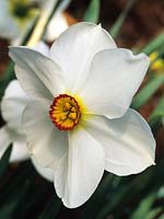 daffodil Narcissus Actaea white daffodils flower spring flowers