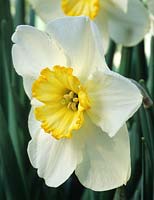 daffodil Narcissus 'Loth Lorien'