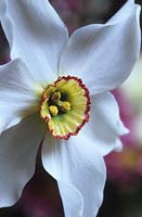 daffodil Narcissus Old Pheasant's Eye Pheasants