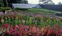 The Lost Gardens of Heligan Cornwall cut flower garden with colourful summer annuals