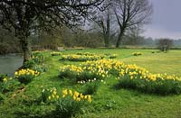 private garden Wiltshire mixed daffodils Narcissus growing beside river